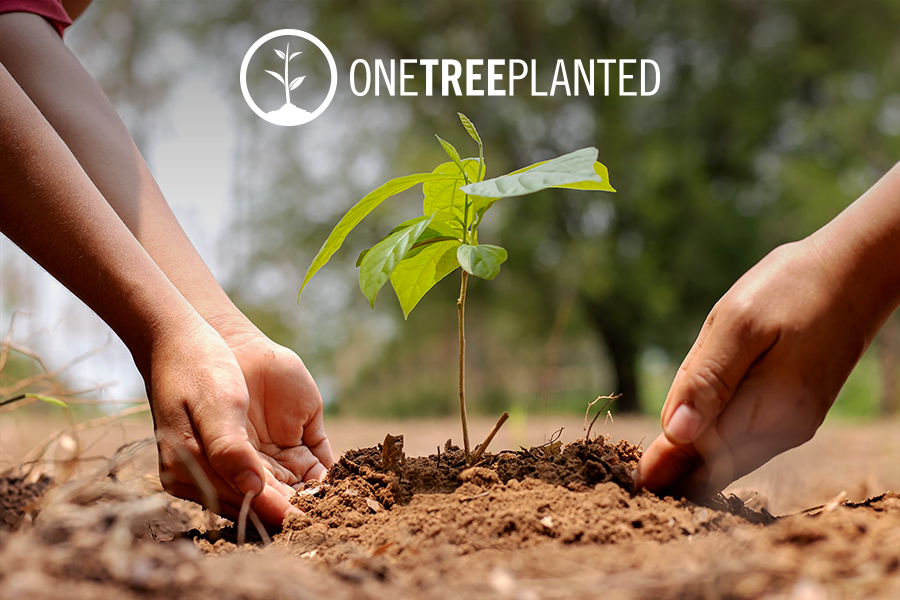 Reforestacion